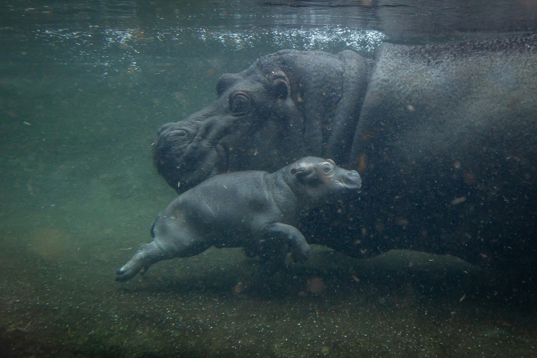 Tauchgang! Das Jungtier trinkt unter Wasser bei Mama Nala.