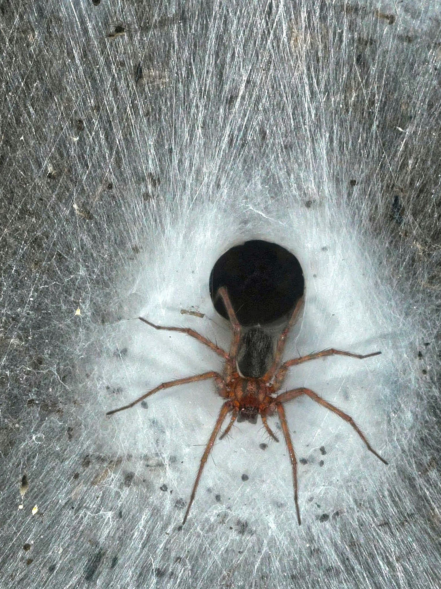 Eine Hauswinkelspinne in ihrem Trichternetz - auch sie lebt in dem größten Spinnennetz der Welt.