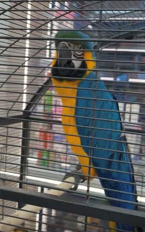 Tier-Drama in Berlin: PETA rettet bunten Papagei aus Shisha-Hölle!