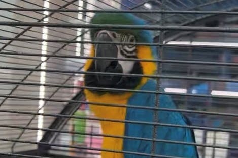 Der Gelbbrust-Ara wurde in einerm Berliner Shisha Geschäft gehalten.