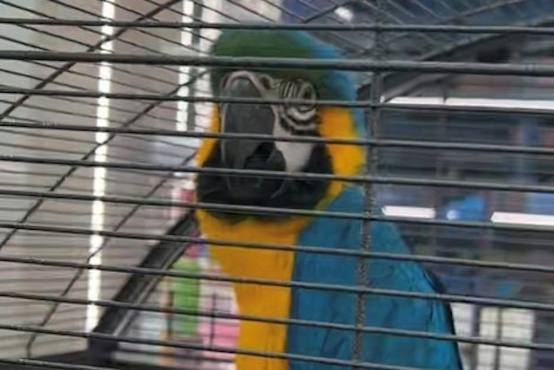 Der Gelbbrust-Ara wurde in einerm Berliner Shisha Geschäft gehalten.