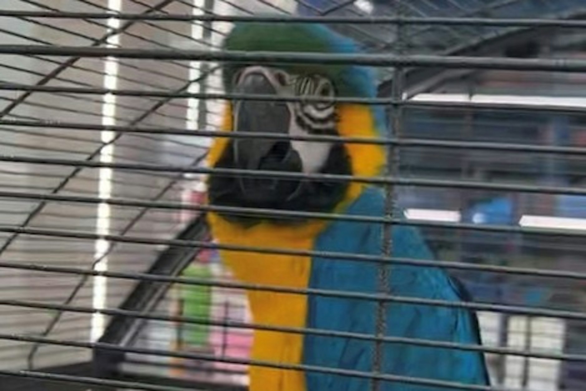 Tier-Drama in Berlin: PETA rettet bunten Papagei aus Shisha-Hölle!