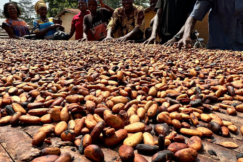 Fermentierte Kakaobohnen werden im westafrikanischen Ghana von  Dorfbewohnern auf einem Tisch in der Sonne getrocknet. Aus ihnen entsteht später Schokolade.