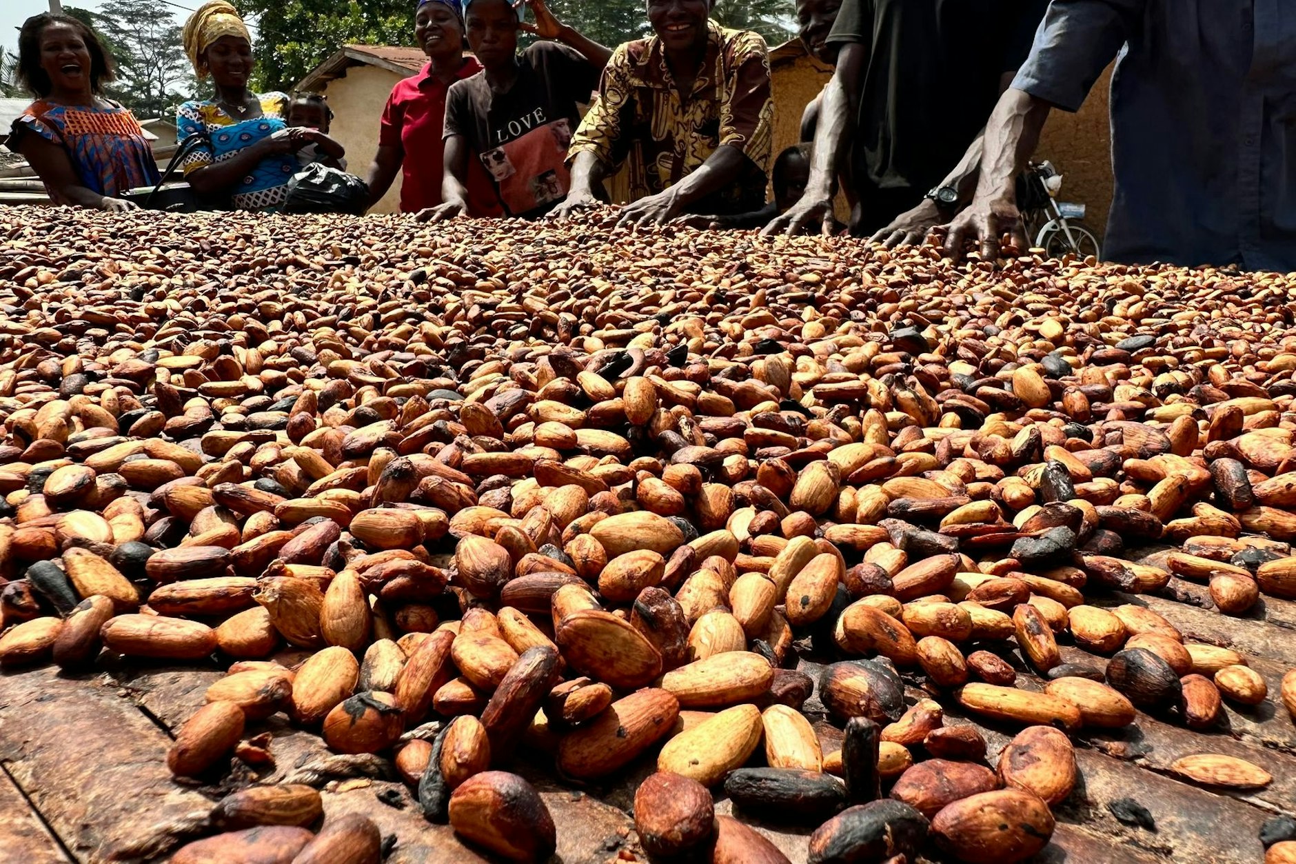 Fermentierte Kakaobohnen werden im westafrikanischen Ghana von Dorfbewohnern auf einem Tisch in der Sonne getrocknet. Aus ihnen entsteht später Schokolade.
