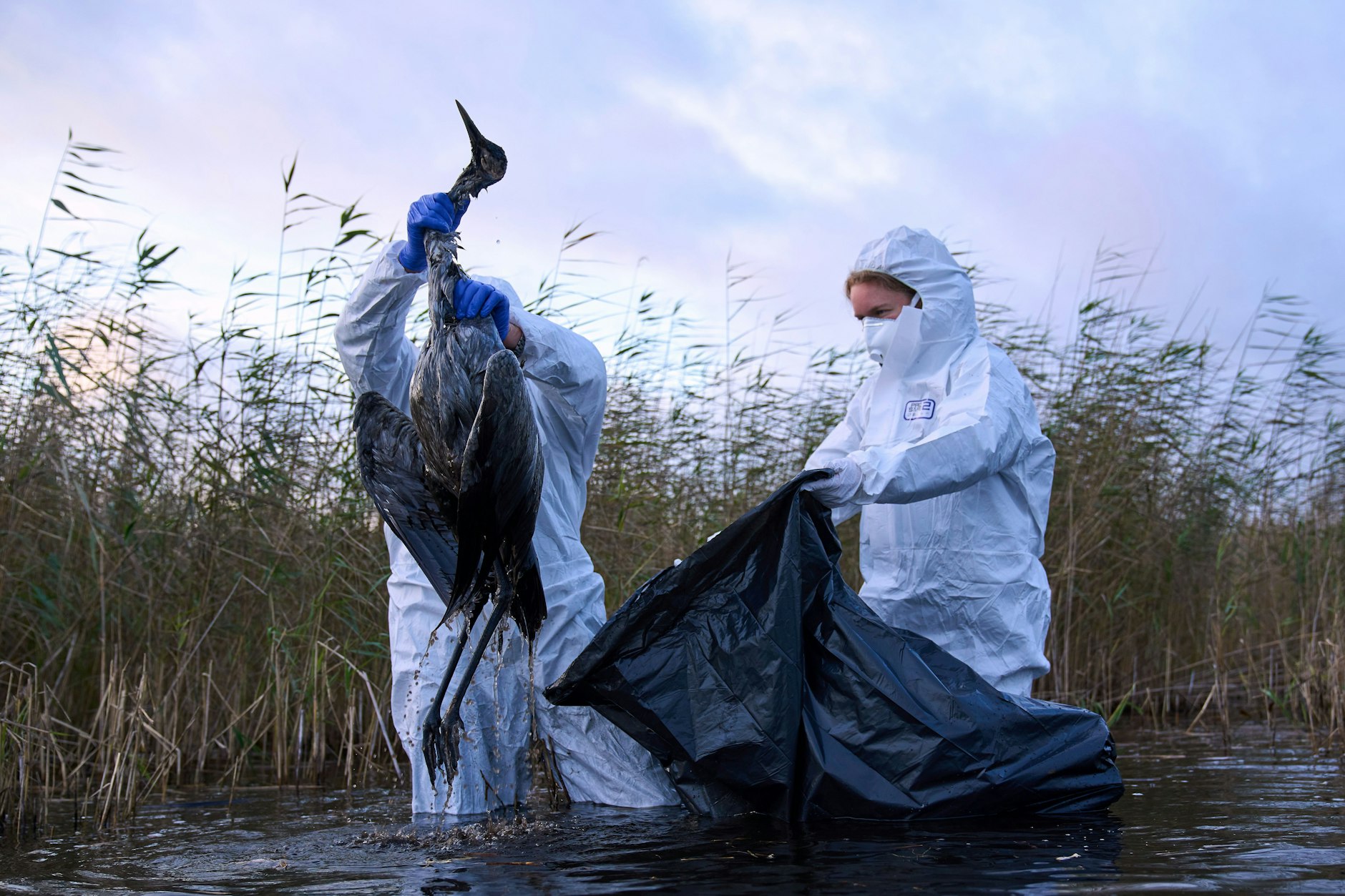 Umweltarbeiter sammeln die Kadaver von Vögeln, die an der Vogelgrippe verendet sind, aus einem See.