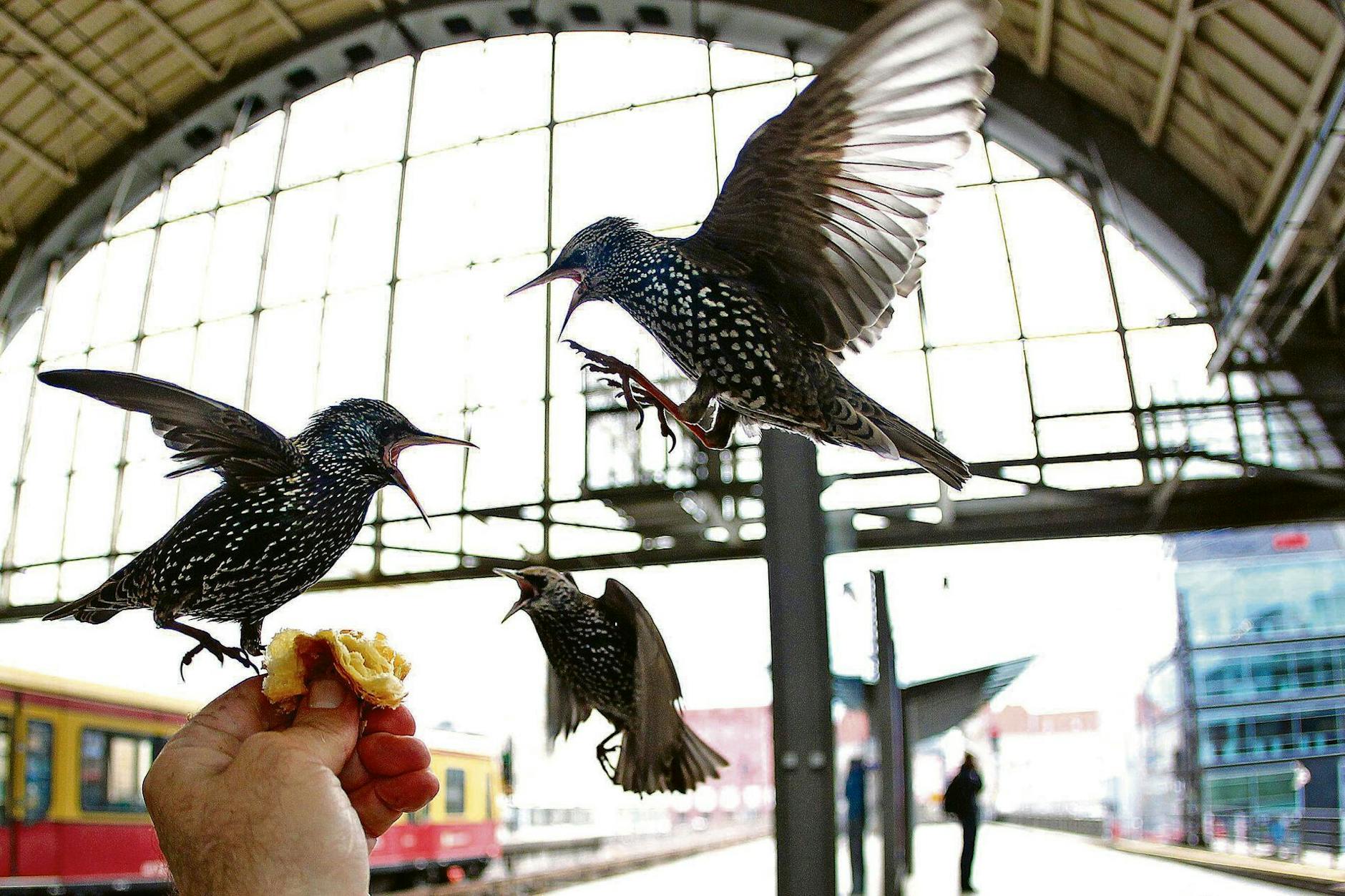 Immer hungrig: Stare lassen sich im Bahnhof Alexanderplatz füttern. Bald werden sie in der Halle wieder ihr Winterquartier beziehen, erwartet Tierexperte Derk Ehlert.