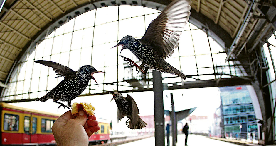 Immer hungrig: Stare lassen sich im Bahnhof Alexanderplatz füttern. Bald werden sie in der Halle wieder ihr Winterquartier beziehen, erwartet Tierexperte Derk Ehlert.