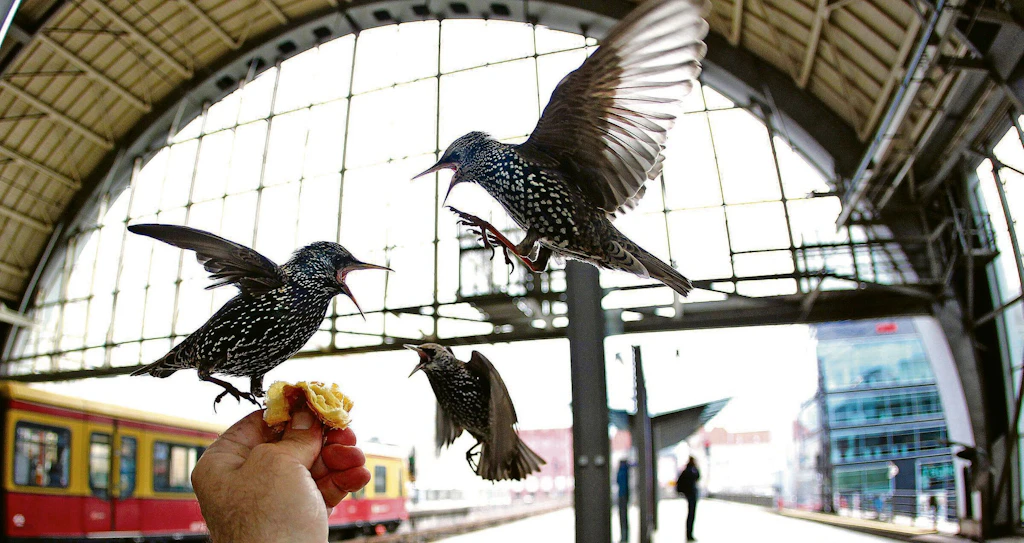 So etwas gibt es nur in Berlin: Warum Stare den Bahnhof Alexanderplatz erobern