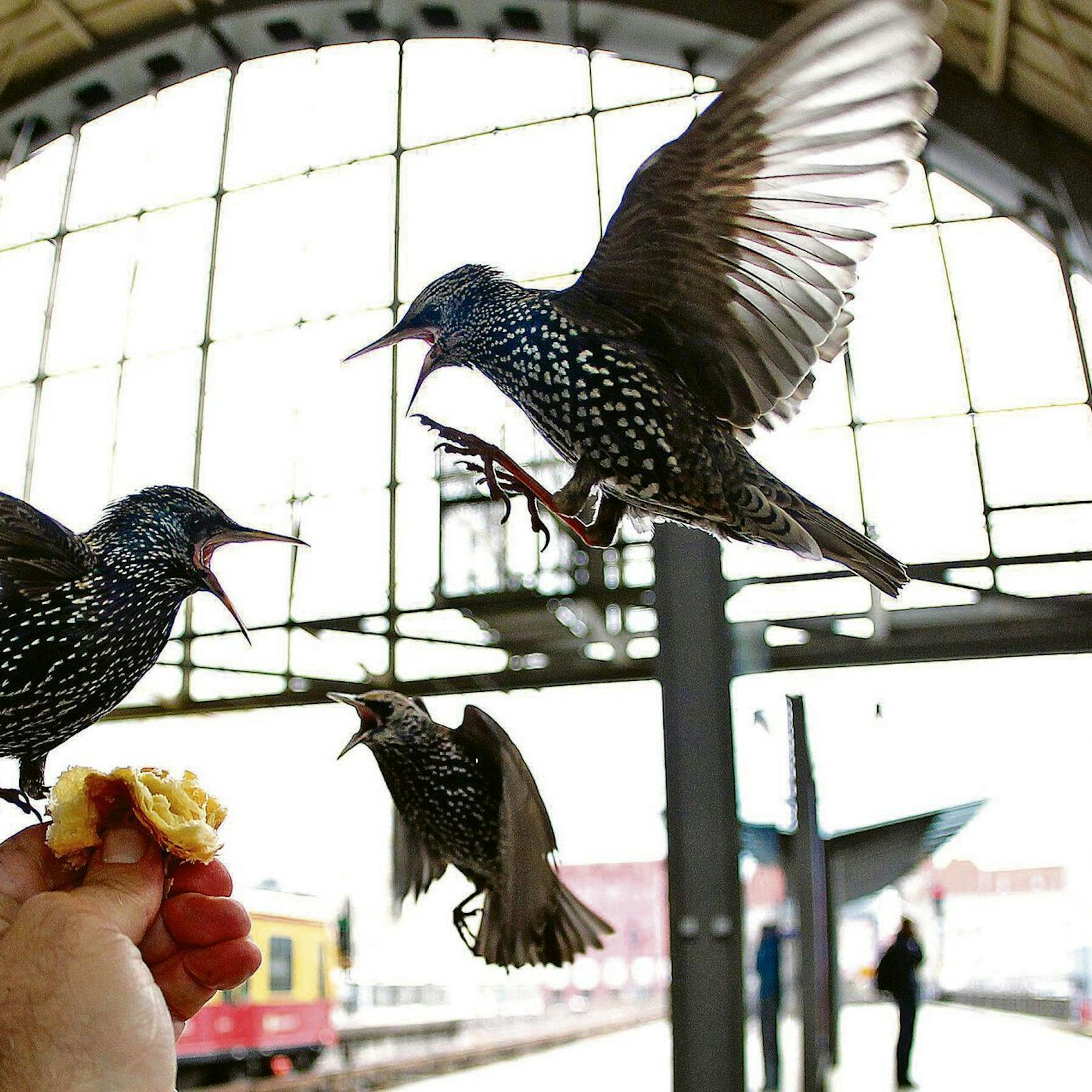 Image - So etwas gibt es nur in Berlin: Warum Stare den Bahnhof Alexanderplatz erobern