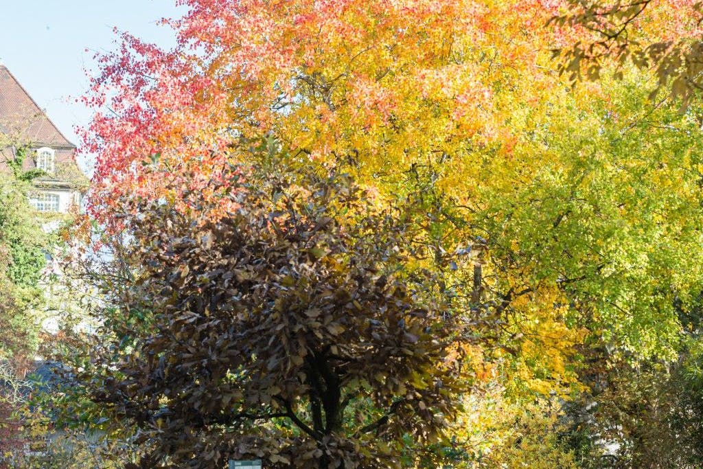 Eine Zitterpappel im Herbst