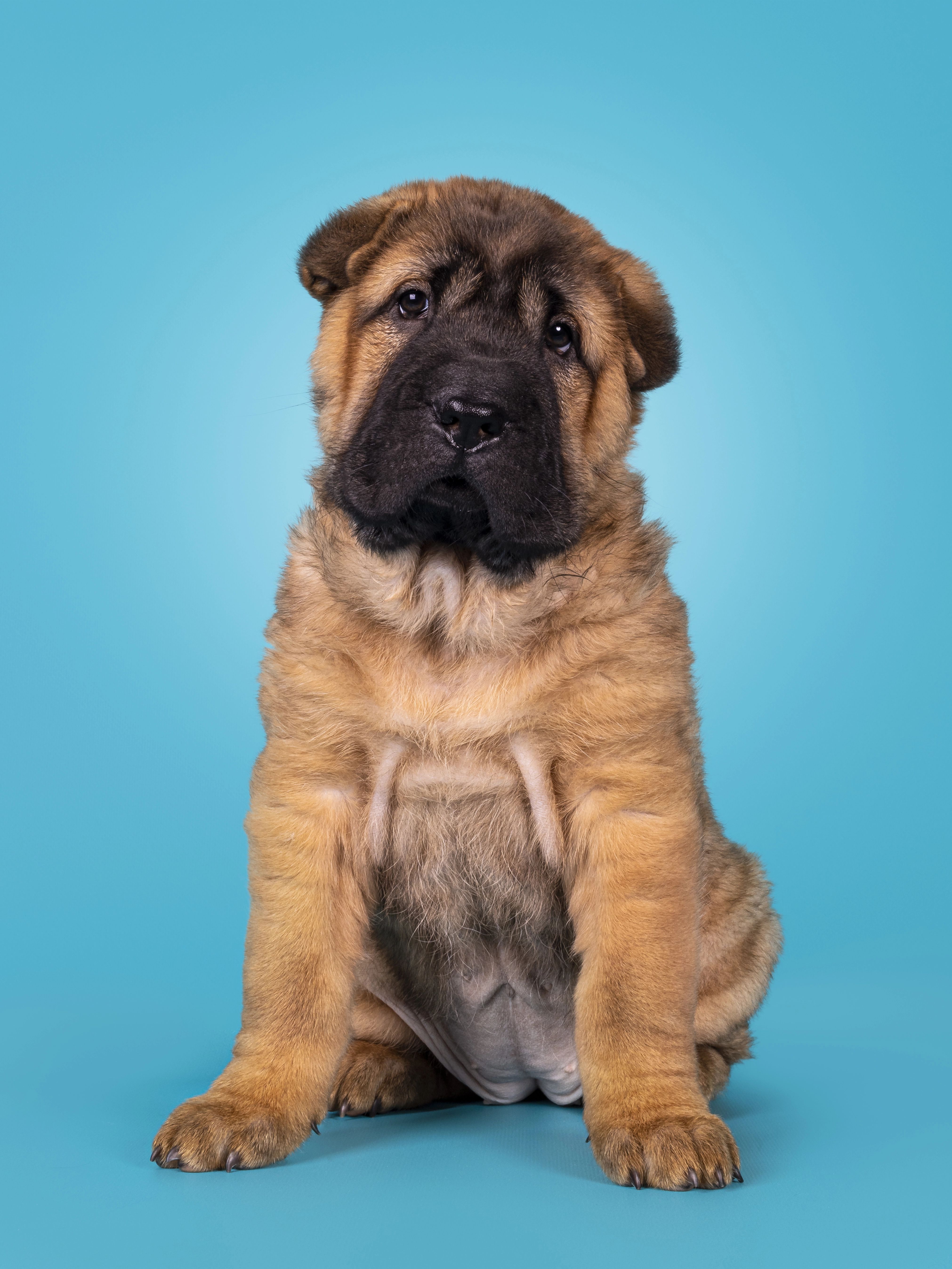 Image - Wie bitte!? Hunde-Diebin zeigt Frauchen als Hunde-Diebin an