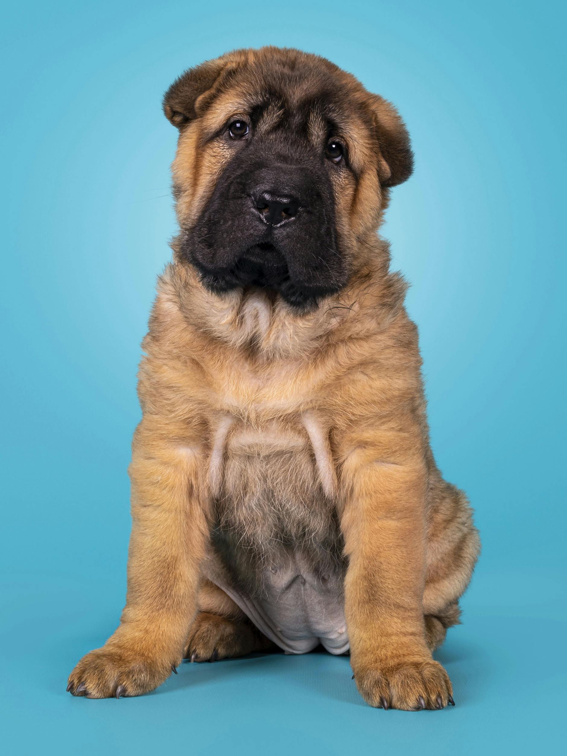 In den 1970er-Jahren galten Shar Pei als die seltenste Hunderasse der Welt.