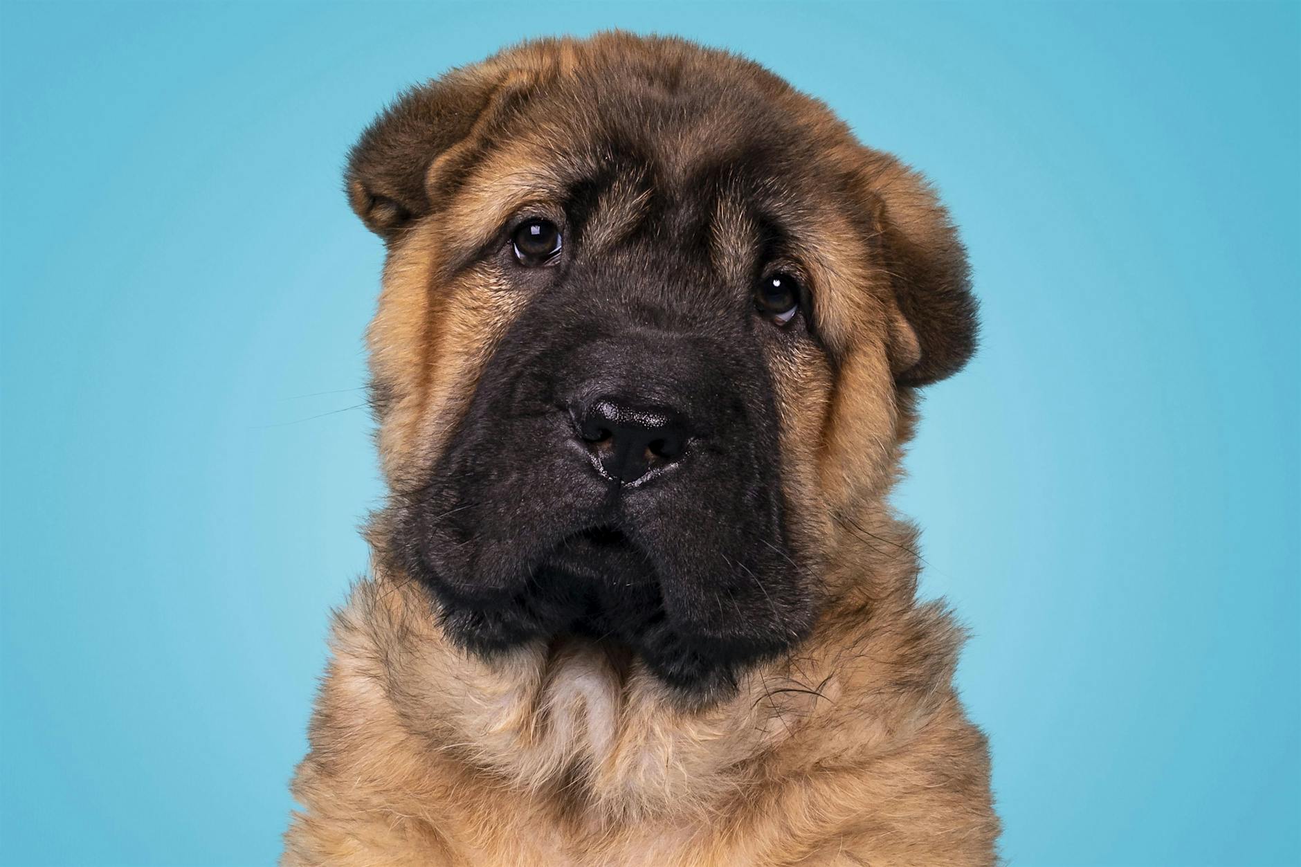 Wie bitte!? Hunde-Diebin zeigt Frauchen als Hunde-Diebin an