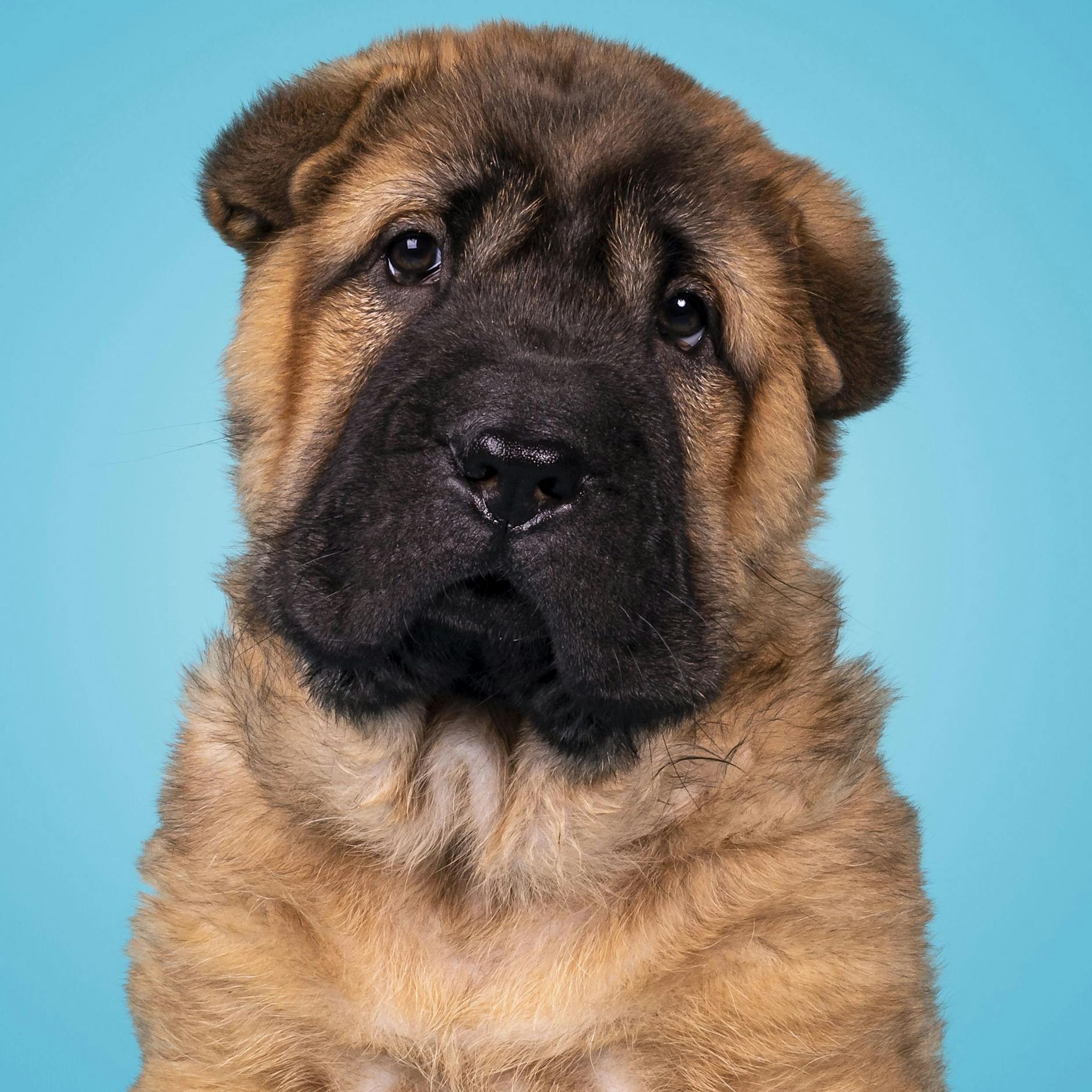 Wie bitte!? Hunde-Diebin zeigt Frauchen als Hunde-Diebin an