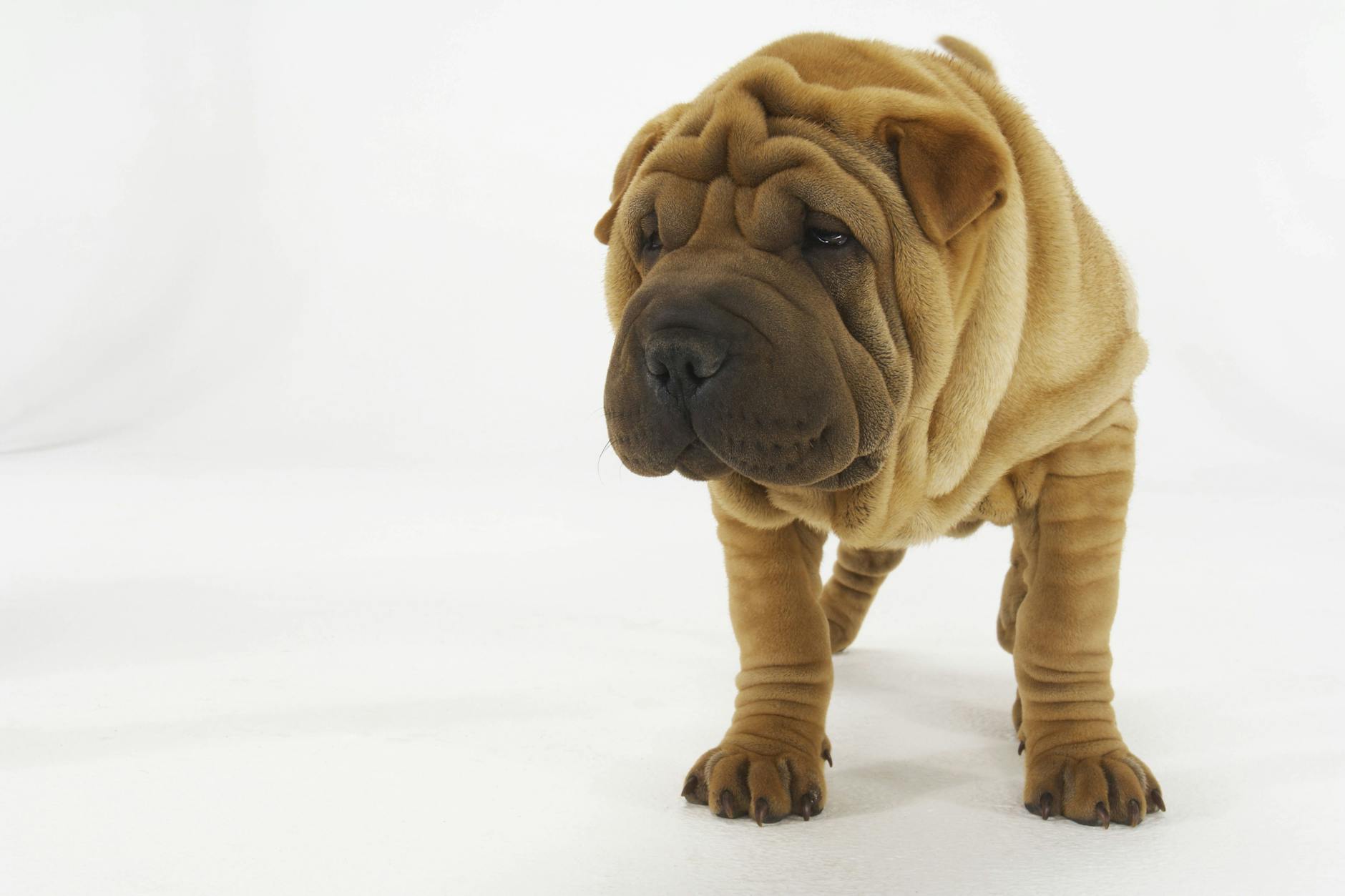 Ein wertvoller Shar-Pei-Hund stand im Mittelpunkt einer kuriosen Diebstahls-Geschichte (Symbolfoto).