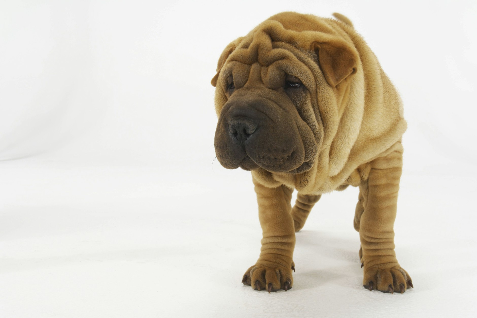 Ein wertvoller Shar-Pei-Hund stand im Mittelpunkt einer kuriosen Diebstahls-Geschichte (Symbolfoto).