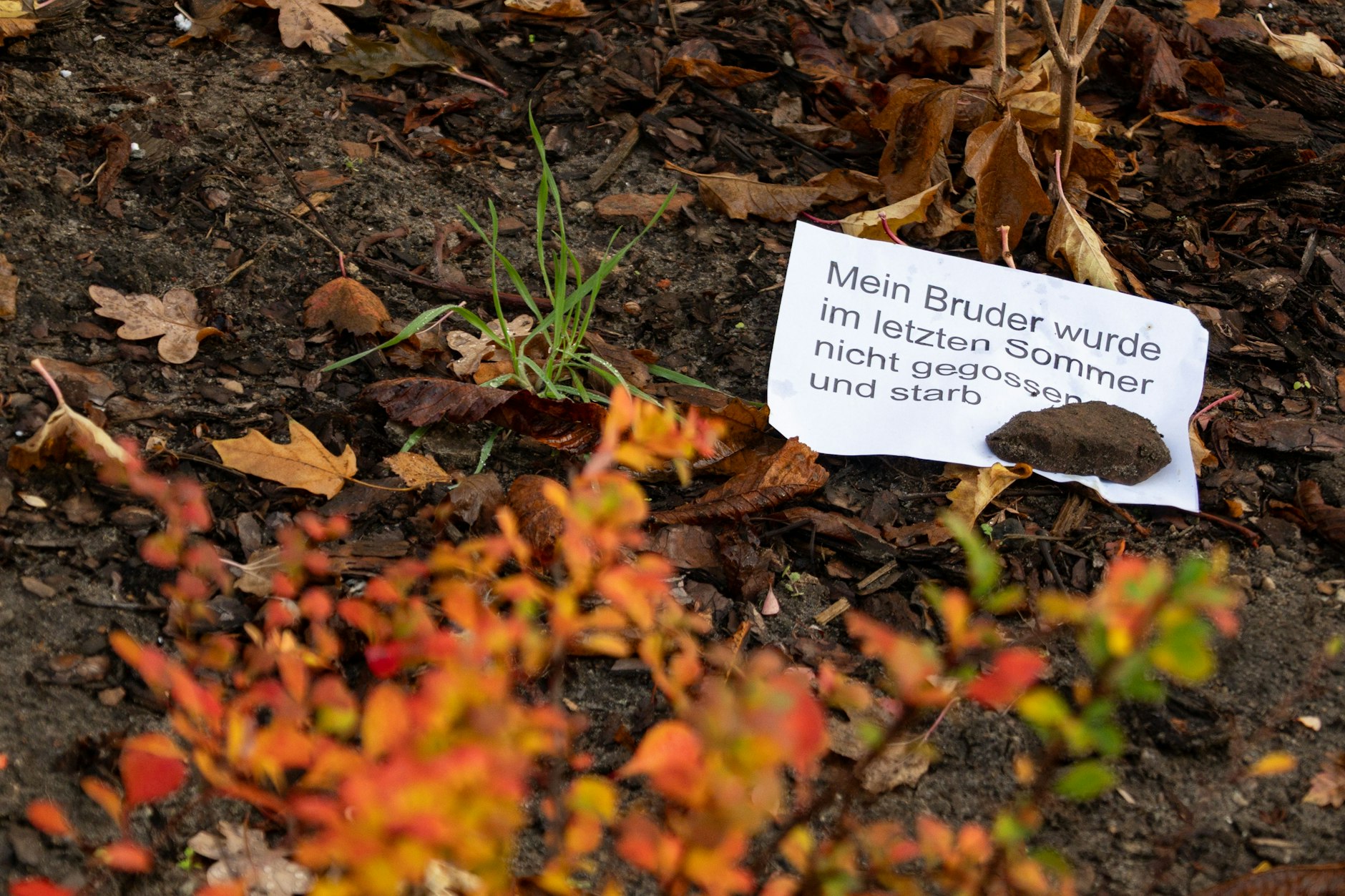 Ausgleichpflanzungen sind noch nicht groß genug, dass sie Vögeln als Habitat dienen könnten, argumentieren Umweltverbände.