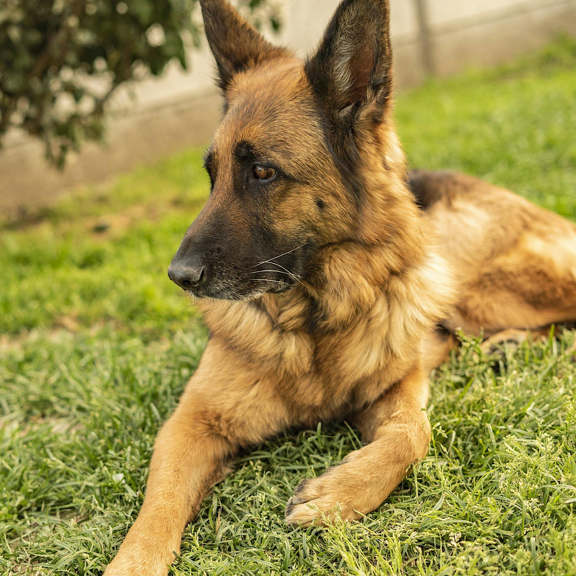 Die Zeit hat es für mich getestet: Auch ich bin in Teilen gesichert rechtsextrem