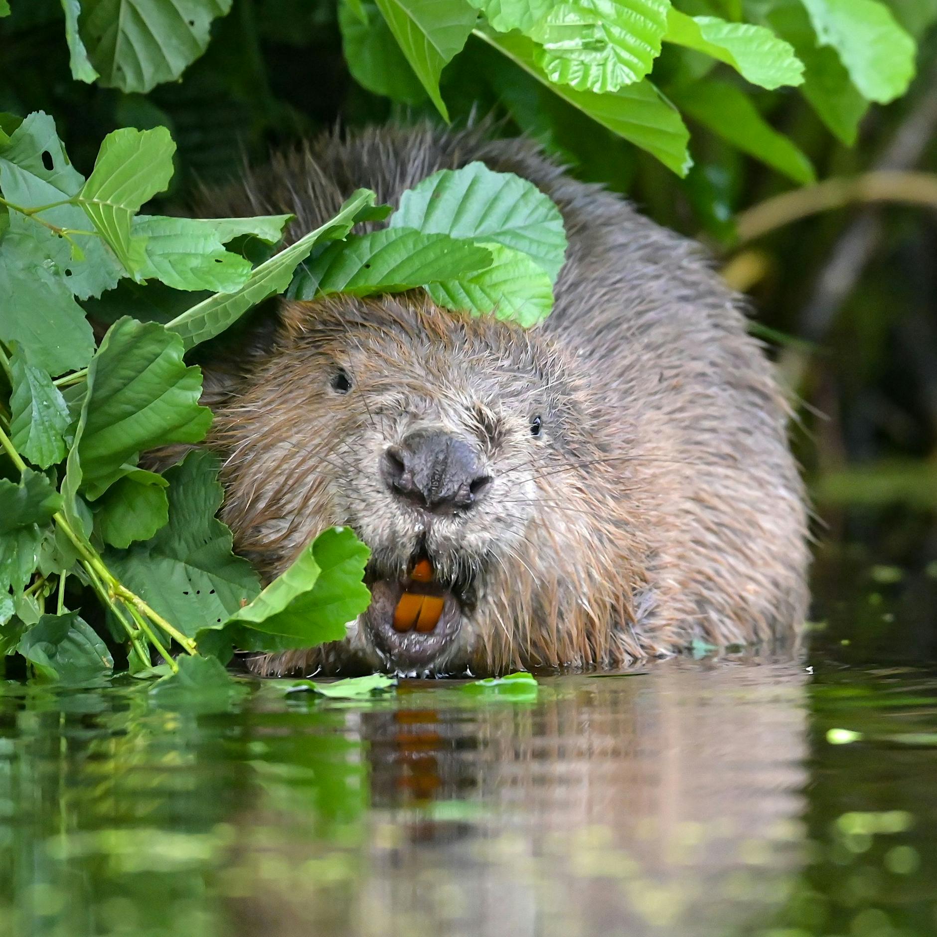 Biberbraten? Bauern fordern Jagdrecht in Brandenburg