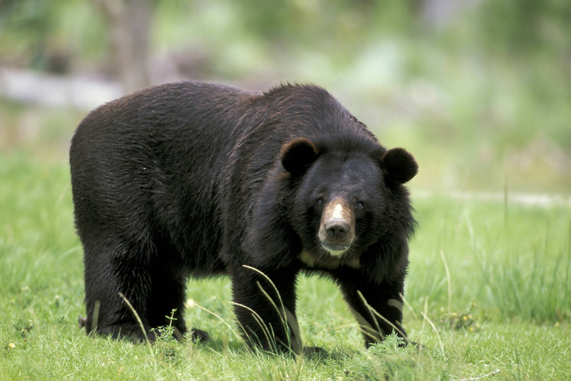 Ein Kragenbär auf einer Wiese