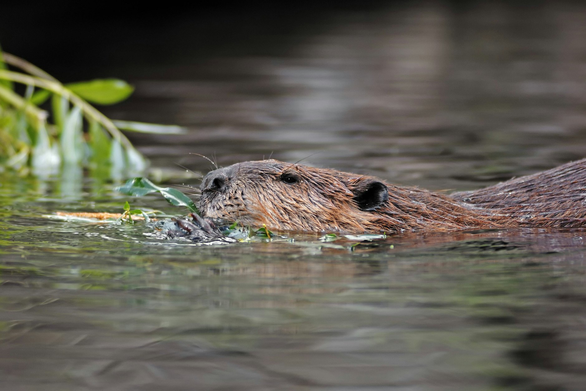 Rund 4000 Biber leben derzeit in Brandenburg. Sie bauen Dämme, die in der Landwirtschaft große Schäden verursachen können.
