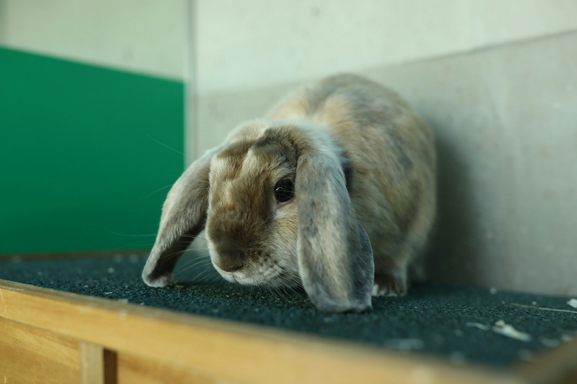 Wer sein niedliches Kaninchen nicht mehr will, kann in der Schweiz jetzt anonym abgeben.