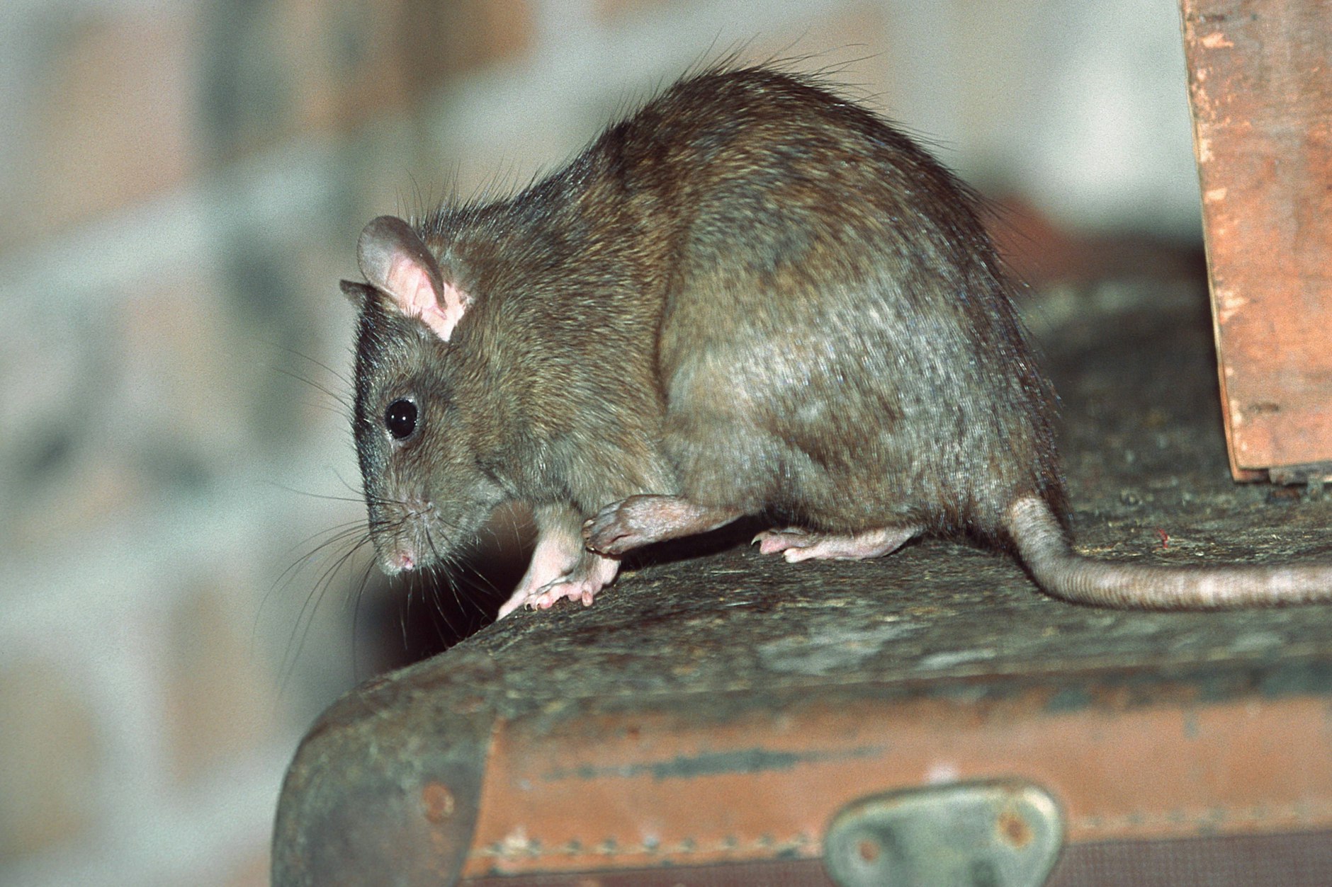 Mehr als 8000 Meldungen zu Ratten gibt es jedes Jahr in Berlin.