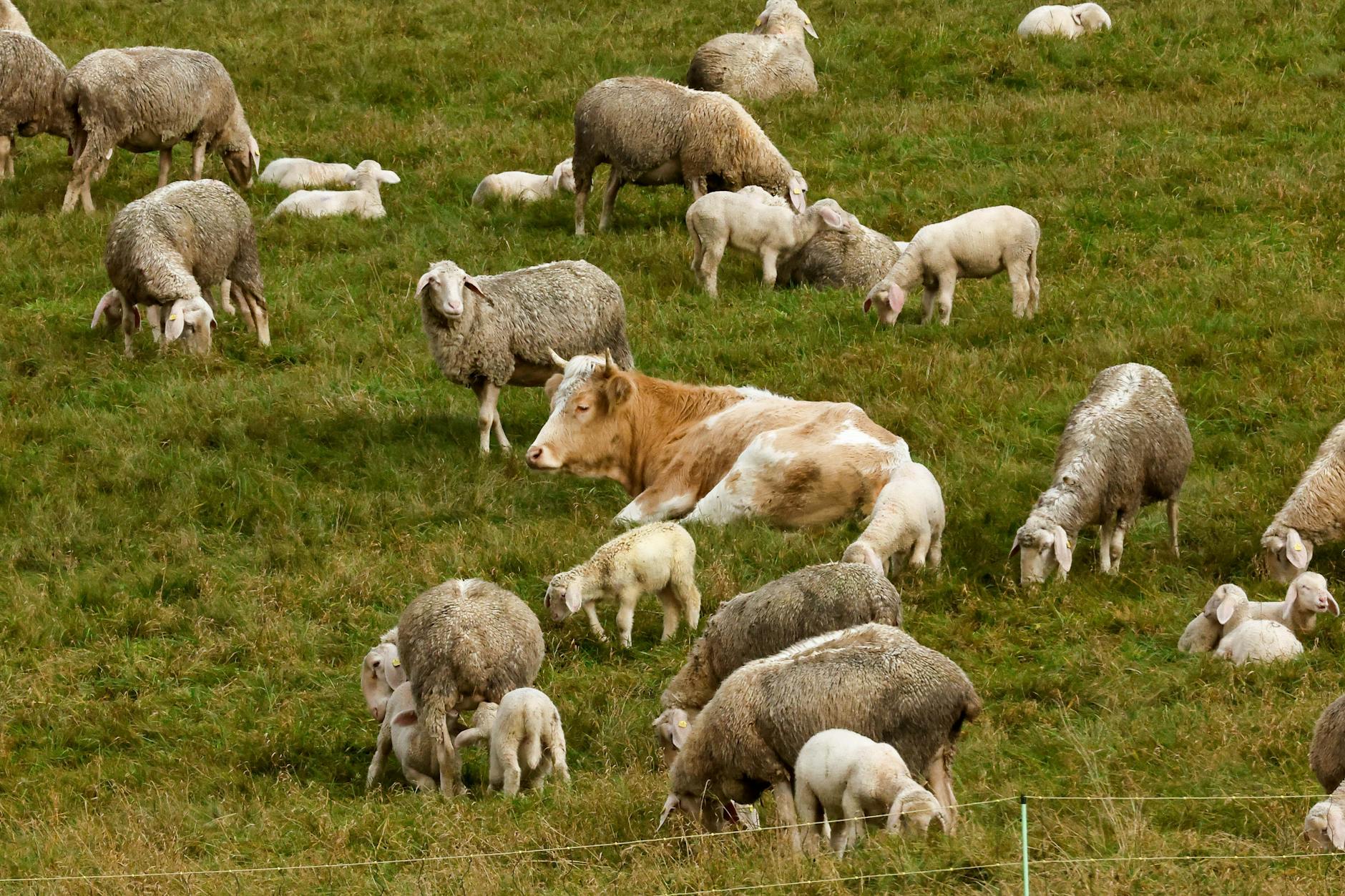 Kuh „Mücke“ ist vor dem Schlachter geflohen und fand eine neue Herde.