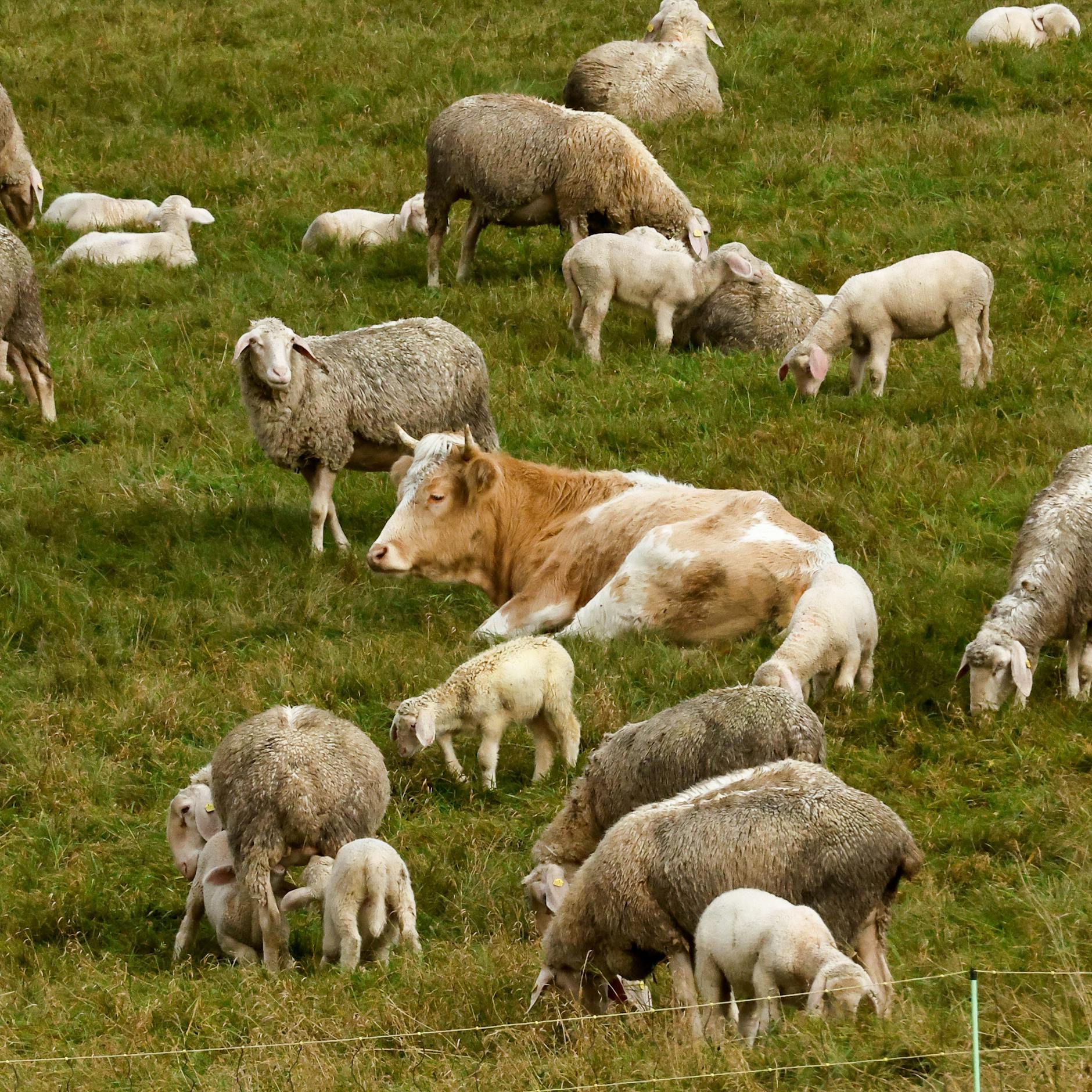 Image - Von ausbrechenden Schlachttieren und einer besiegten Krankheit: Das sind die guten Nachrichten der Woche