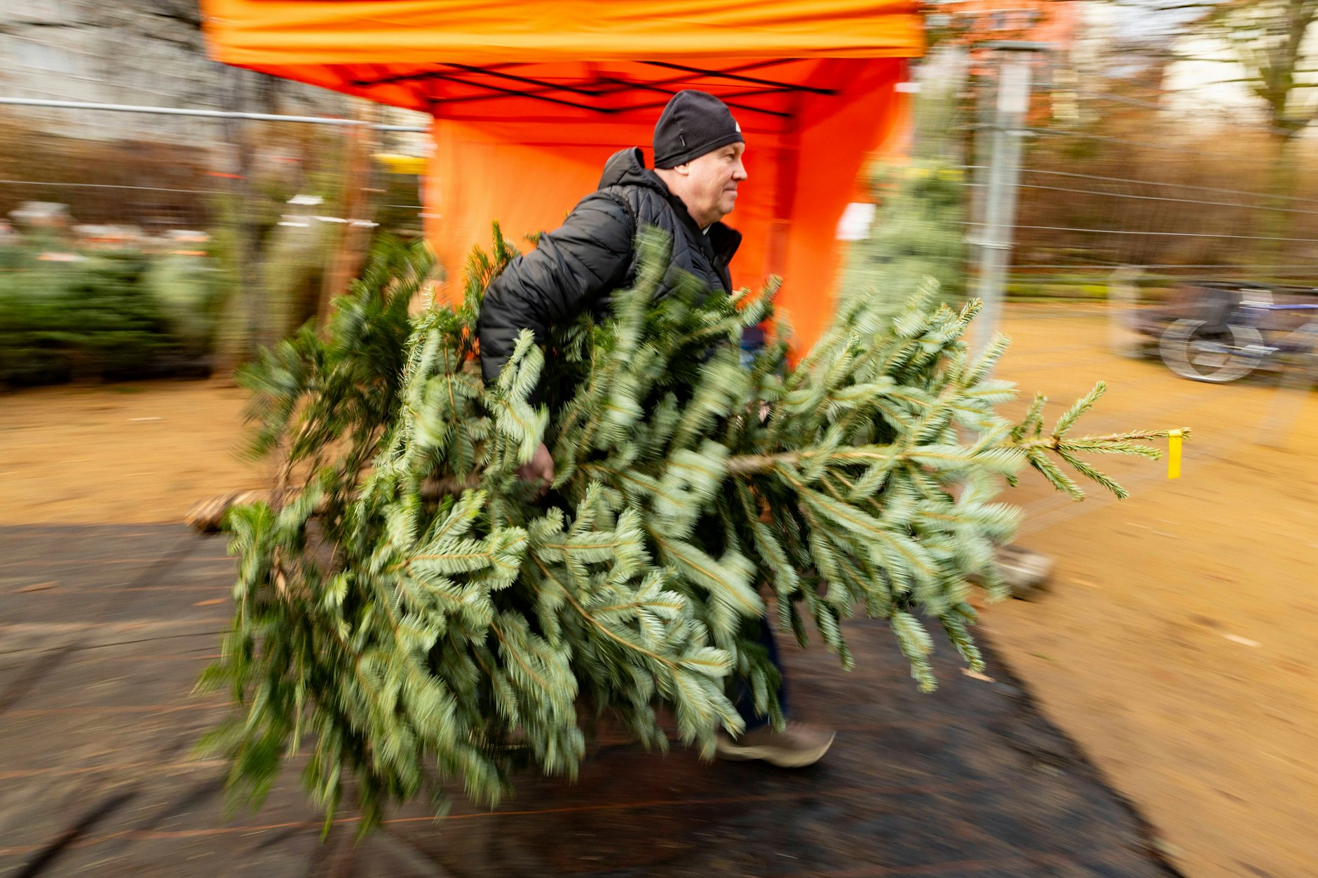 Das wird teuer: Höhere Löhne, fehlende Saisonkräfte und ein sinkendes Angebot machen der Weihnachtsbaumbranche zu schaffen.