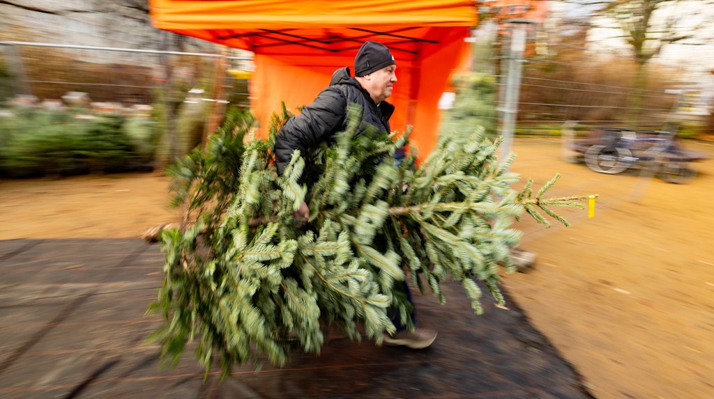 Prices for Christmas trees are rising – that's why we'll have to pay more ...