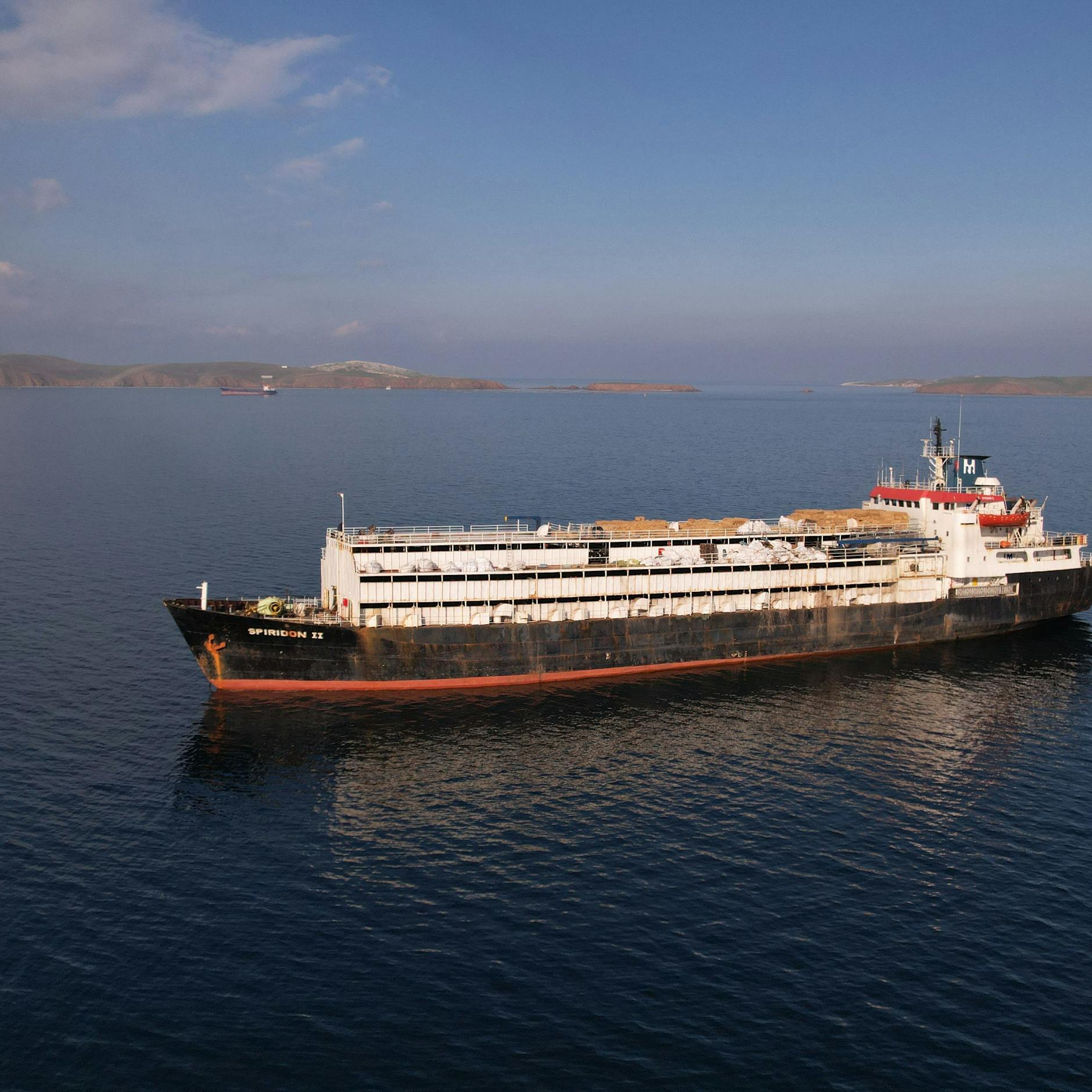 Image - Horrorschiff aus Uruguay: Tausende tote Rinder auf hoher See befürchtet