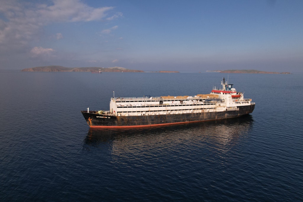 Horrorschiff aus Uruguay: Tausende tote Rinder auf hoher See befürchtet