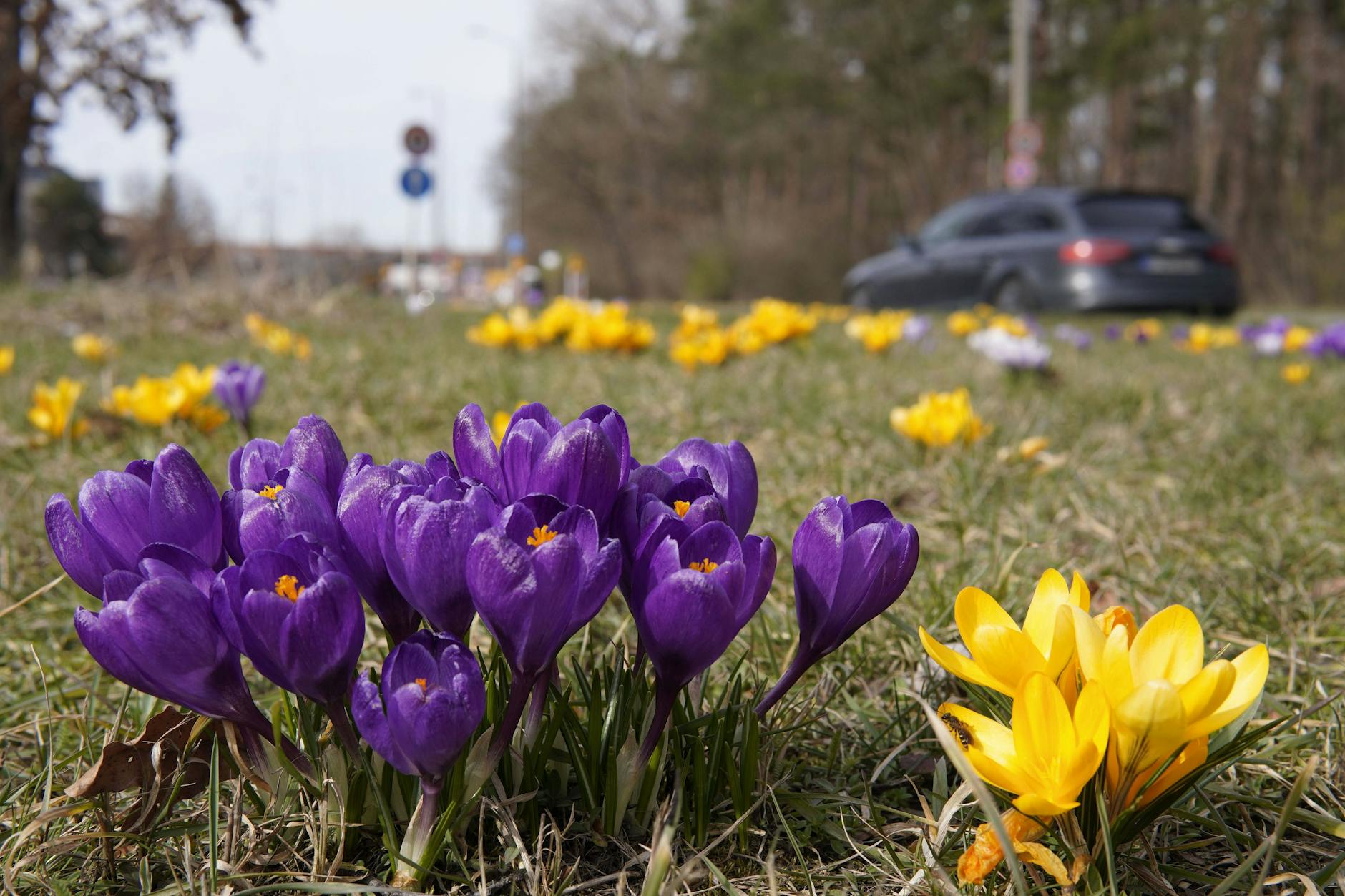 Die viel befahrene Straße an der Wuhlheide aus einer idyllischen Perspektive