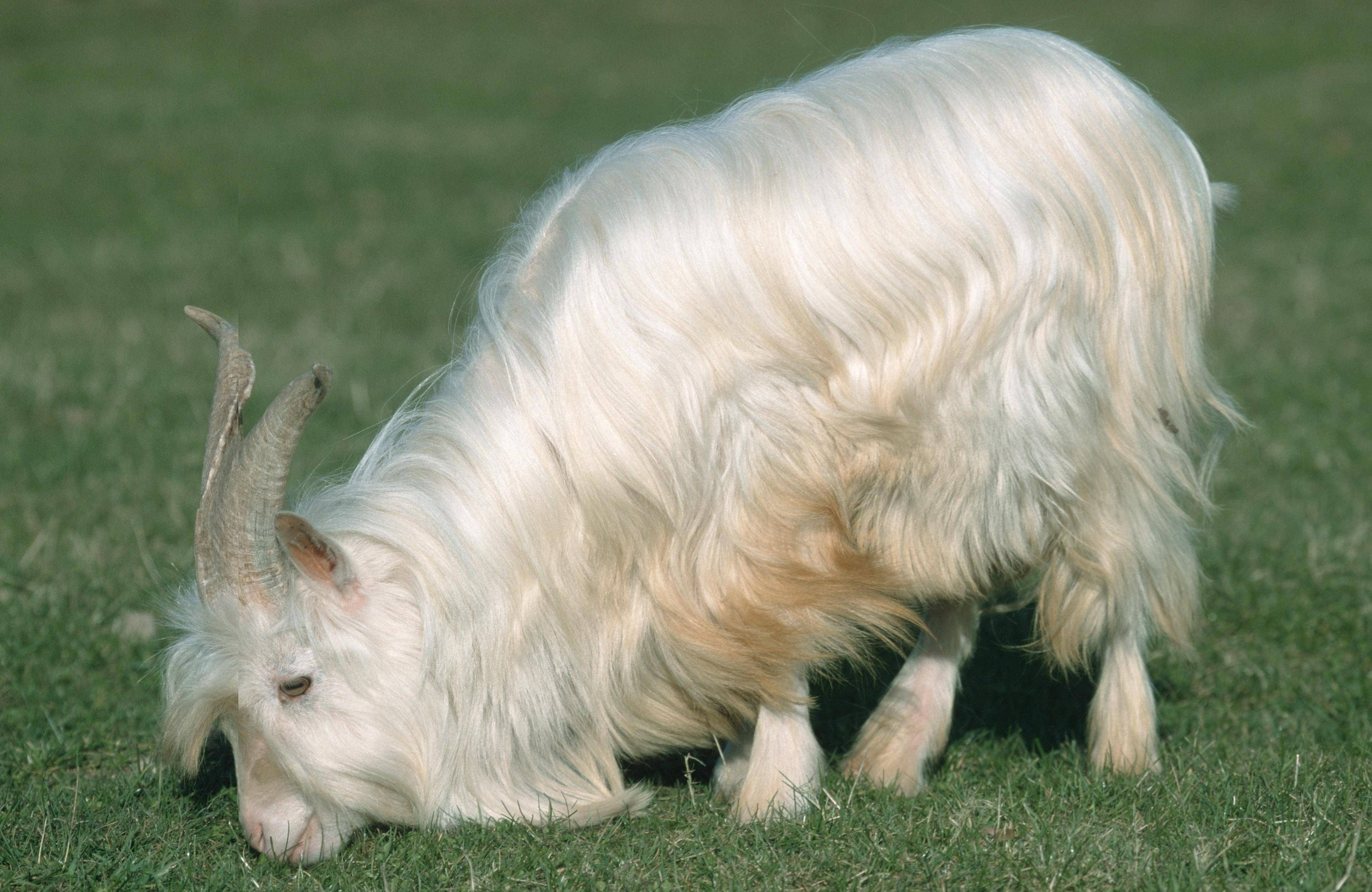„Kaschmir und Kaffee“ am Kudamm: Feinstes zum kleinen Preis