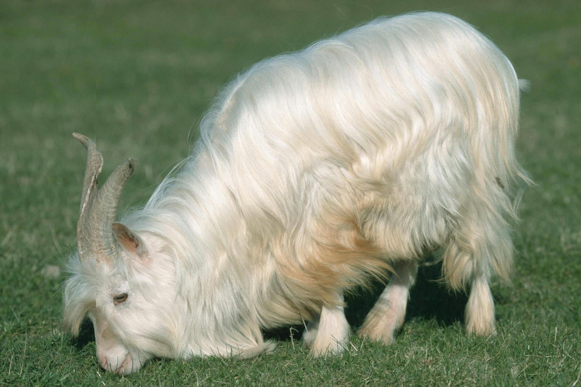 Supersoft und fluffig: Kaschmir kommt von der Kaschmirziege.