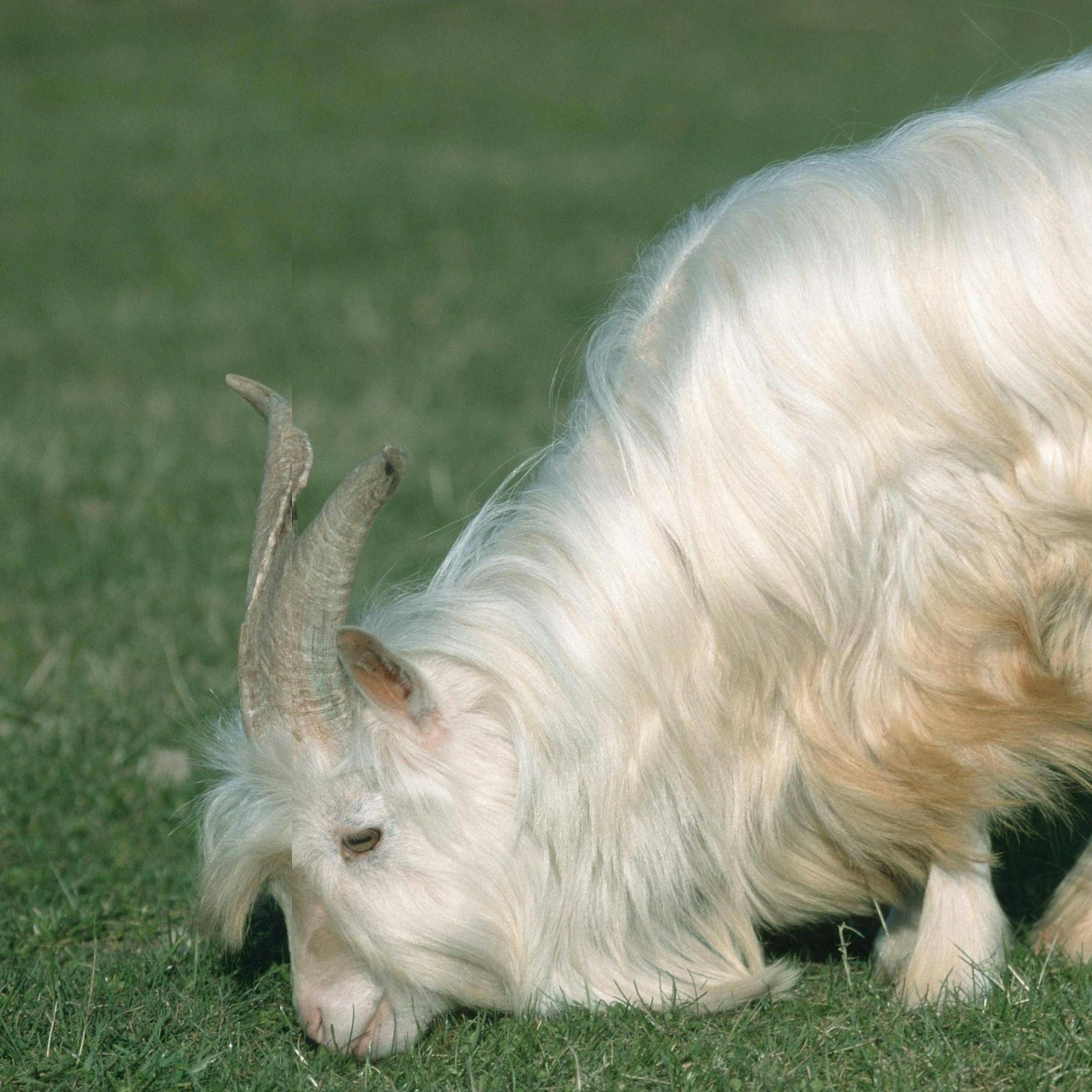 Image - „Kaschmir und Kaffee“ am Kudamm: Feinstes zum kleinen Preis