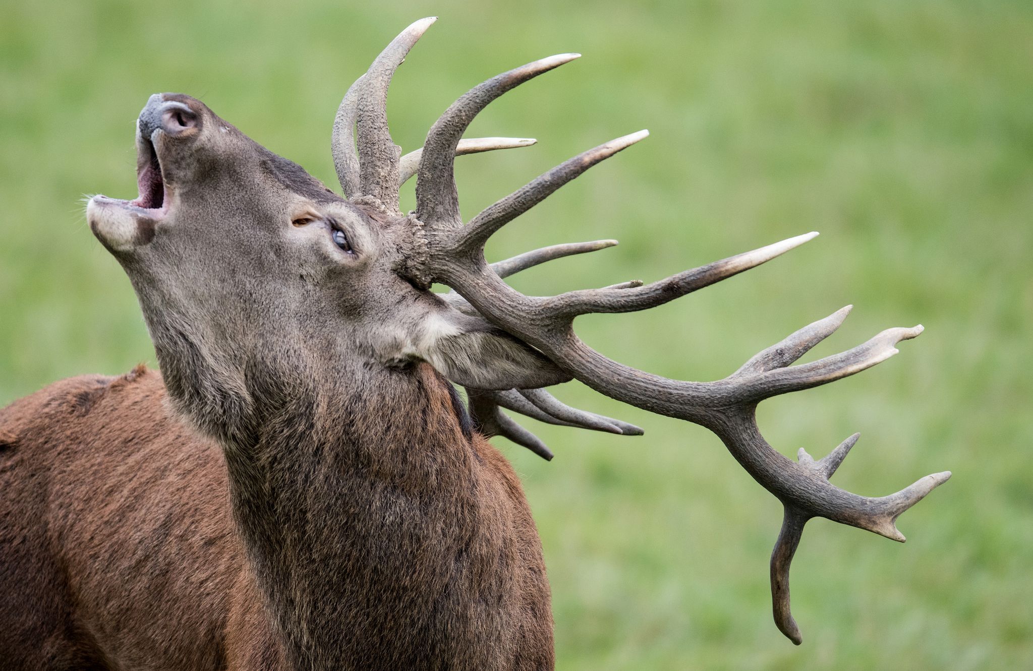 Image - Noch gibt es viele Hirsche – aber warum ist das Tier des Jahres trotzdem gefährdet?