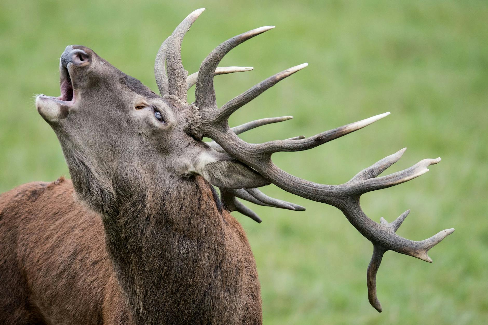 Ein Rothirsch in einem Tierpark: Die Männchen erreichen eine Schulterhöhe von bis zu 1,50 Meter.