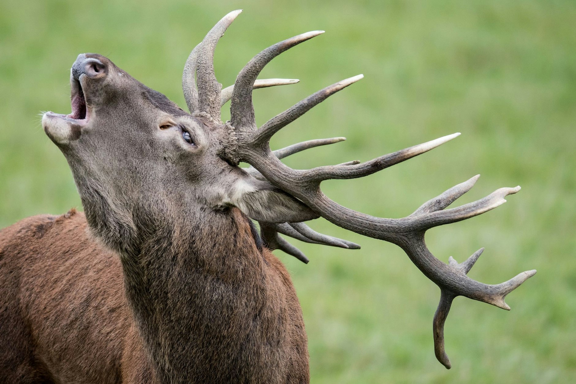 Noch gibt es viele Hirsche – aber warum ist das Tier des Jahres trotzdem gefährdet?