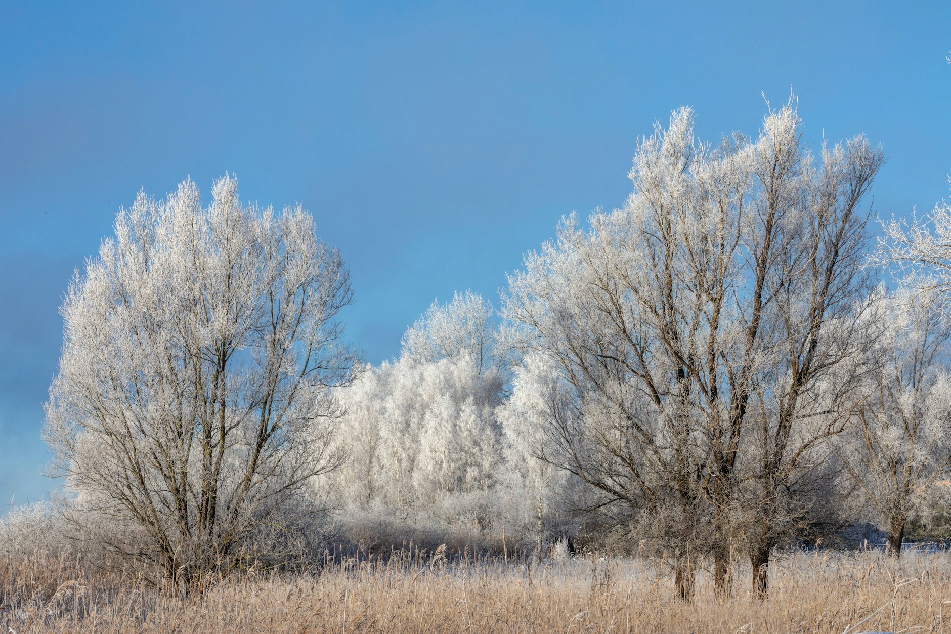 Die Temperaturen in Berlin und Brandenburg sinken am Wochenende auf bis zu -8 Grad.