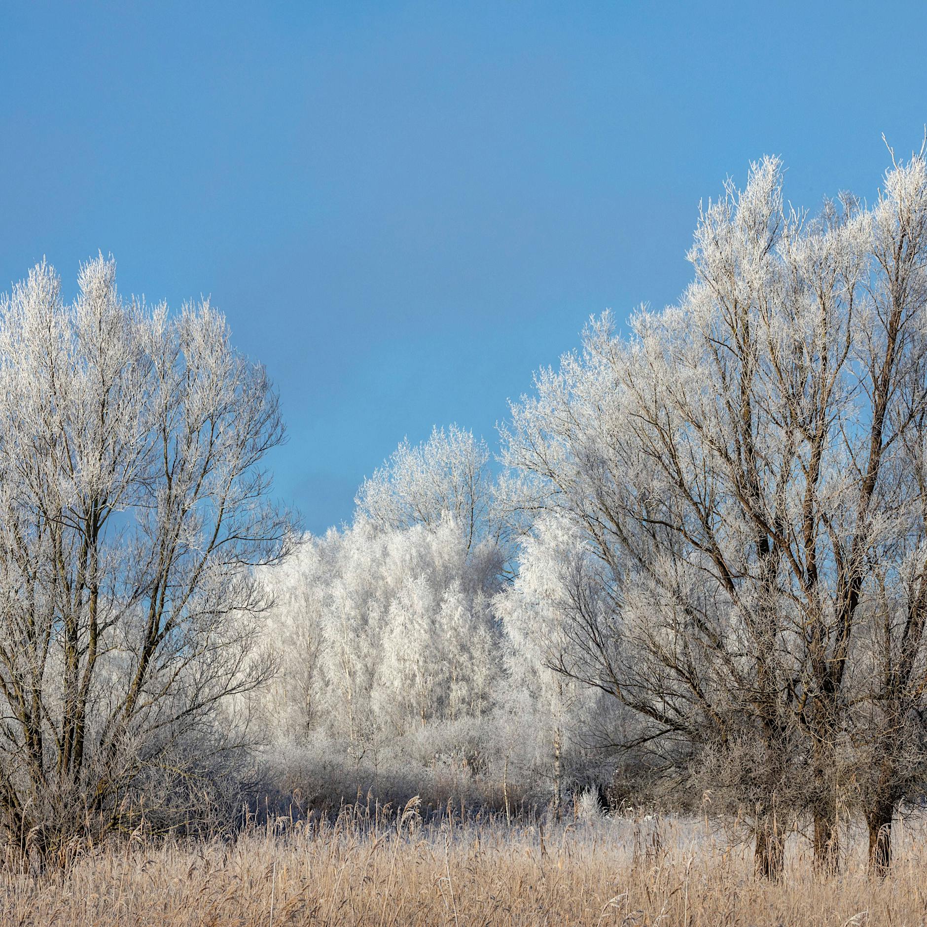 Wintereinbruch: Frostige Nächte in Berlin und Brandenburg erwartet