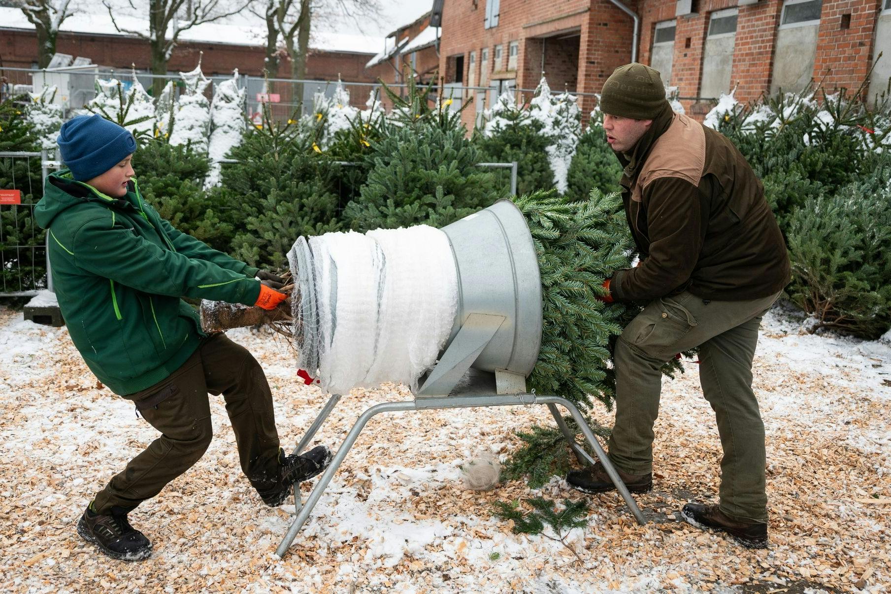 Viele wünschen sich zwar einen Weihnachtsbaum, wollen jedoch kein Geld für ein echtes Exemplar ausgeben.