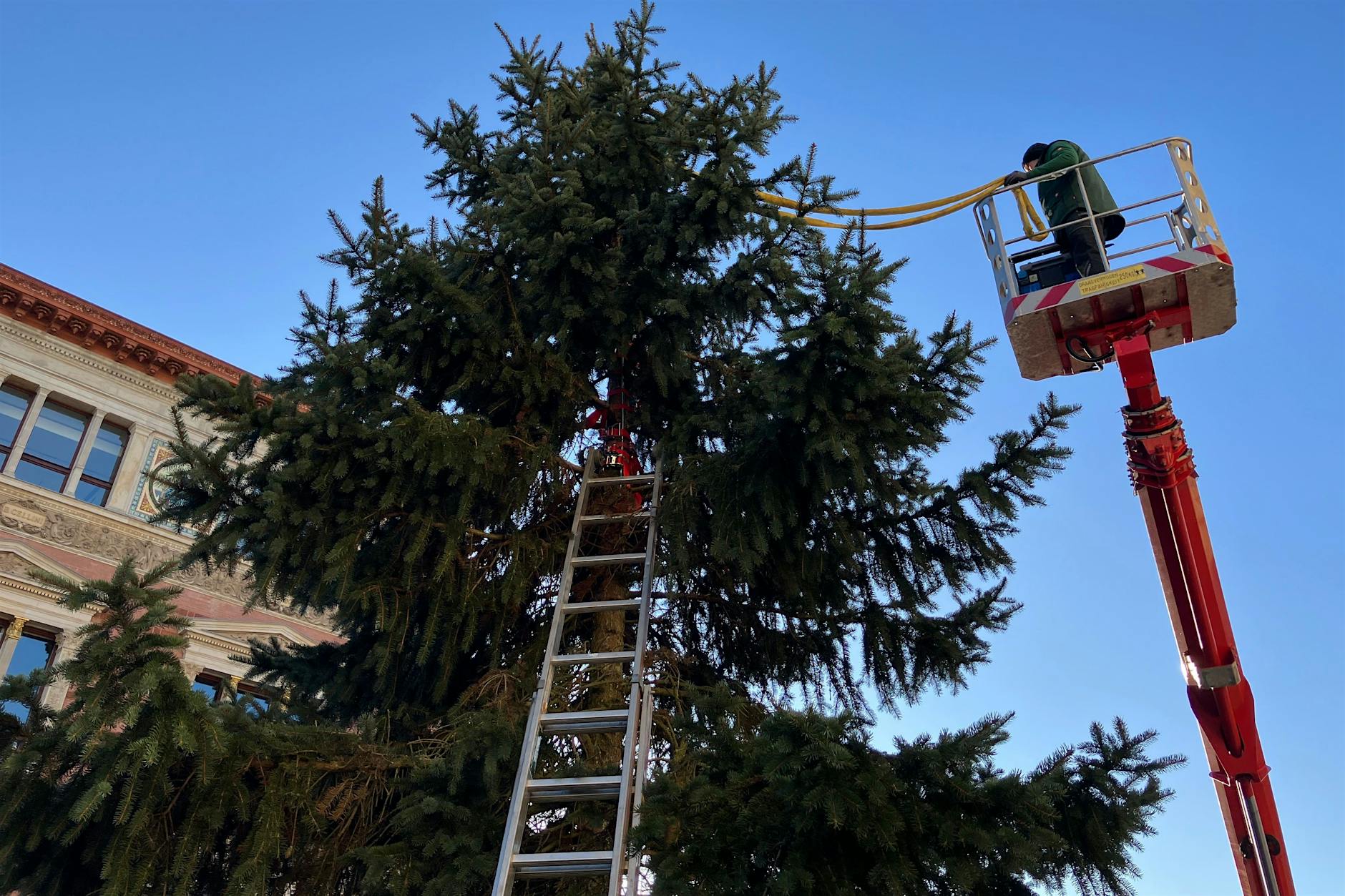 Spitze ab! Berlin kann nicht mal Weihnachtsbaum