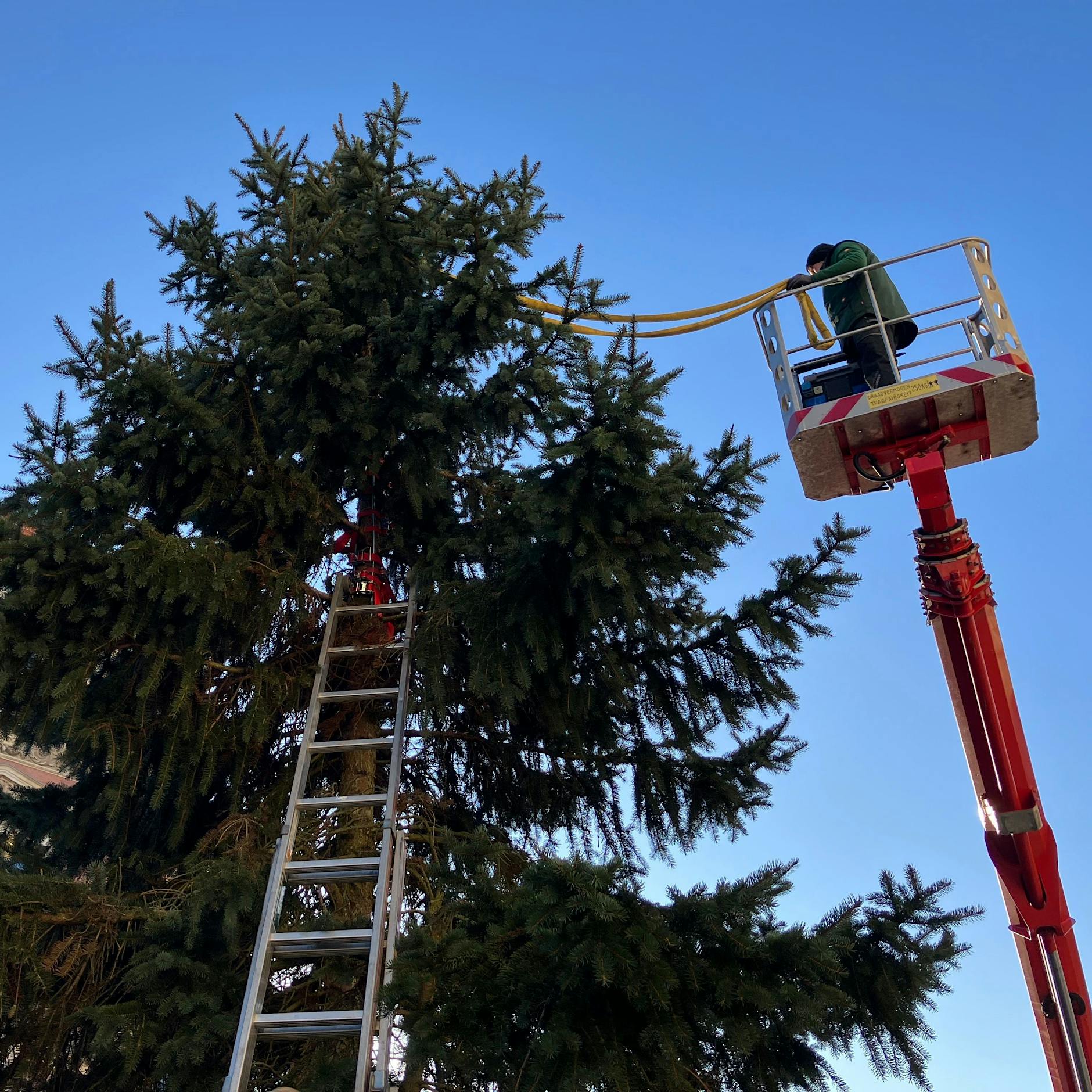Spitze ab! Berlin kann nicht mal Weihnachtsbaum