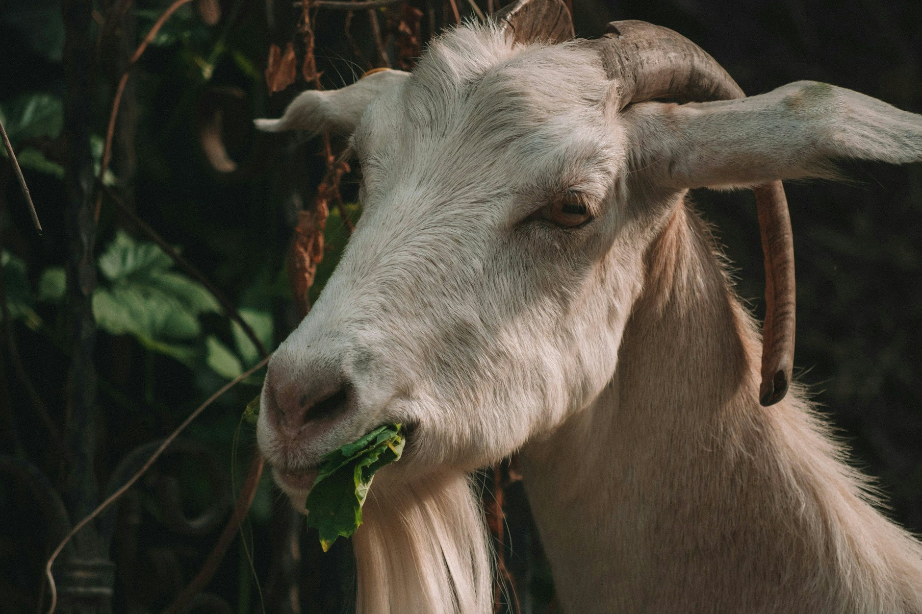 Die Ziege bietet auch kulinarisch viele Vorteile.