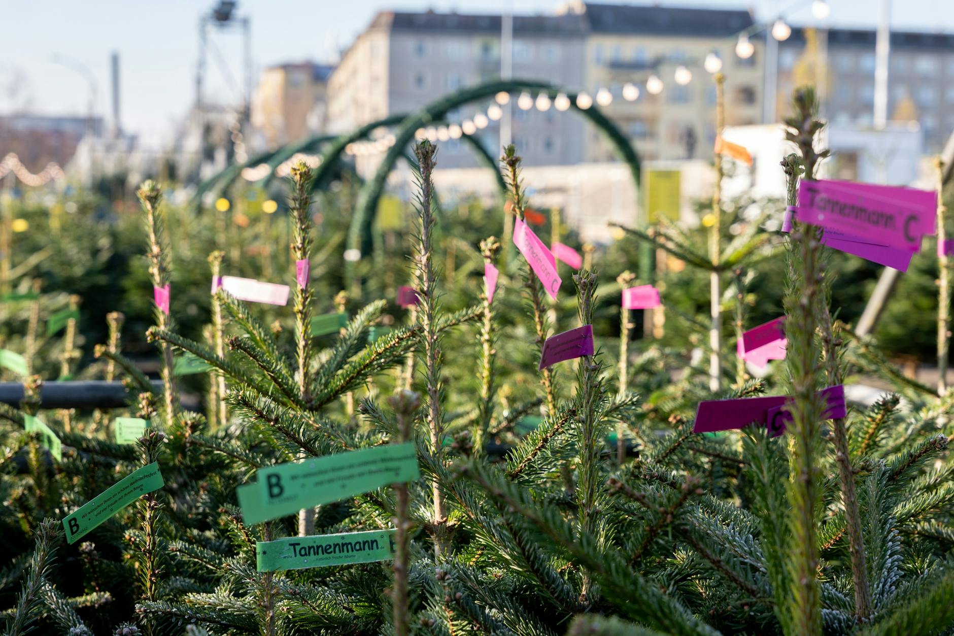 An der Landsberger Allee unweit der gleichnamigen S-Bahn-Station hat nun der Weihnachtsbaumverkauf begonnen.