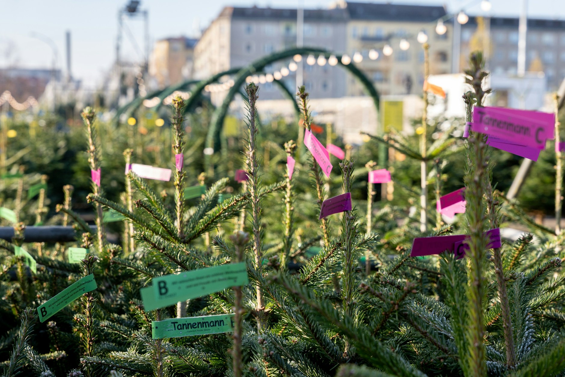 An der Landsberger Allee unweit der gleichnamigen S-Bahn-Station hat nun der Weihnachtsbaumverkauf begonnen.