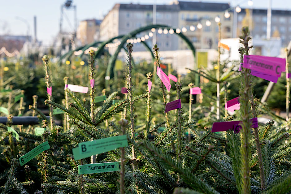 „Am Donnerstag purzeln die Preise“: Weihnachtsbaumverkauf in der Landsberger Allee startet