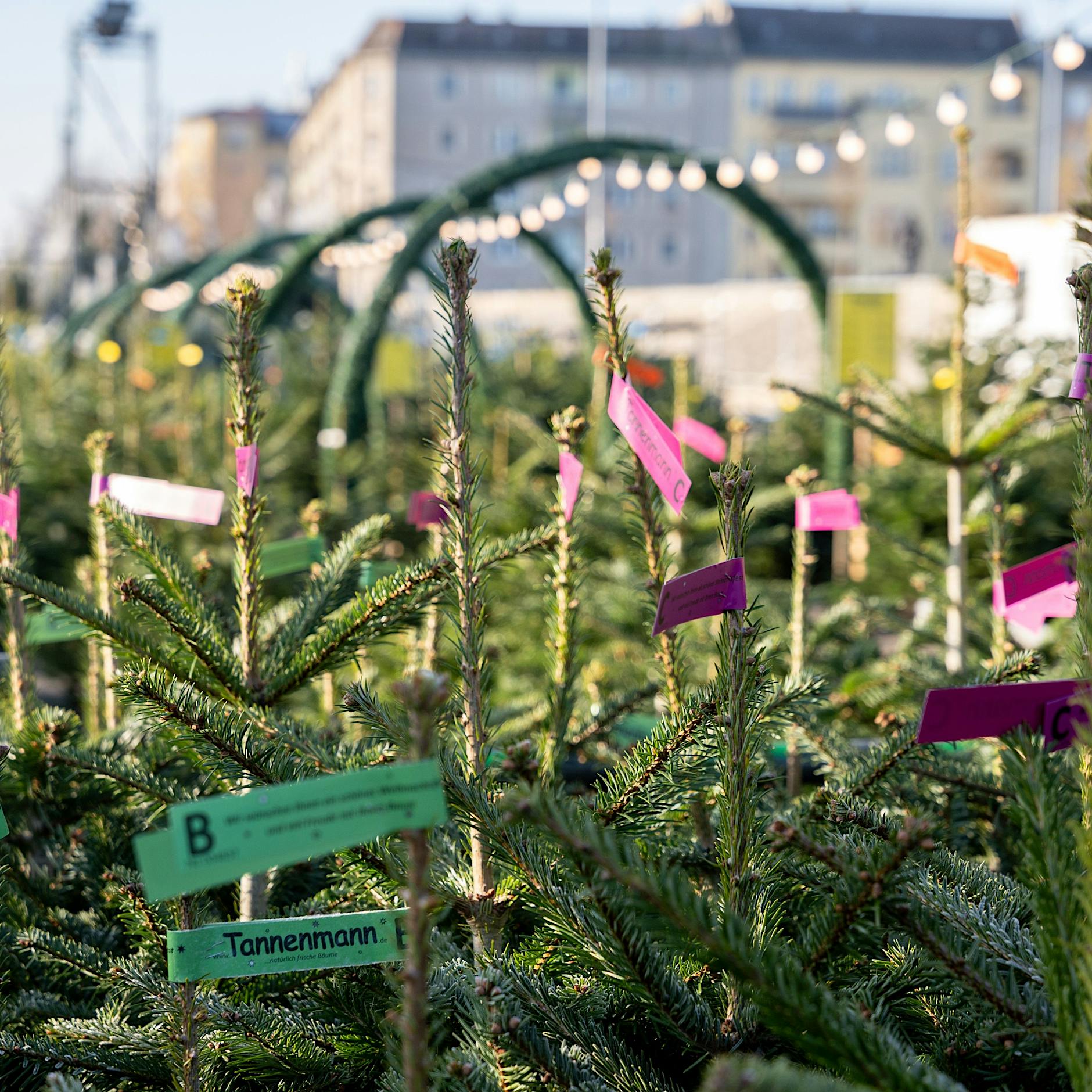 „Am Donnerstag purzeln die Preise“: Weihnachtsbaumverkauf in der Landsberger Allee startet